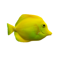 Imagem do produto Yellow Tang